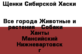 Щенки Сибирской Хаски - Все города Животные и растения » Собаки   . Ханты-Мансийский,Нижневартовск г.